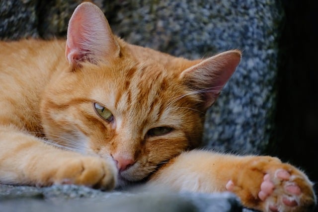 寵物貓領養注意事項